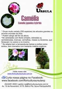 Camlia