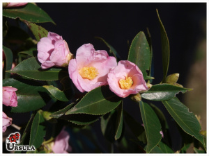 Camelia japonica hybrida