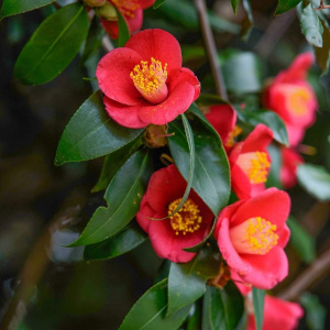 Camelia X Vernalis 