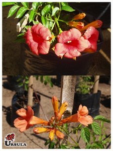 Campsis grandiflora