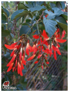 Camptosema spectabilis