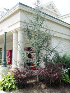 Cedrus atlantica 'Glauca'