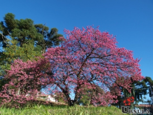 Cereja japonesa rosa escura