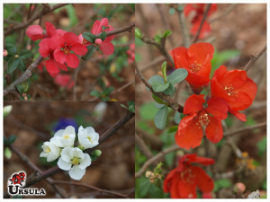 Chaenomeles speciosa