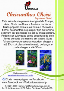 Cheiranthus
