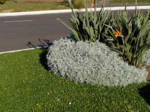 Cinerria martima mida