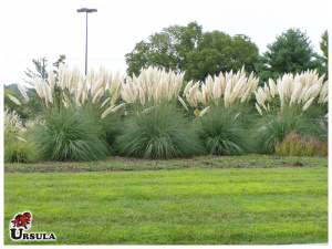 Capim dos pampas branco