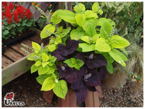 Coleus gigante