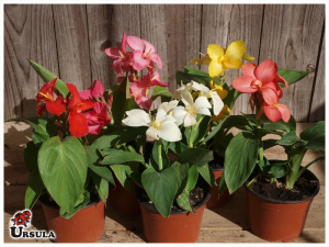 Canna indica 'Tropical'