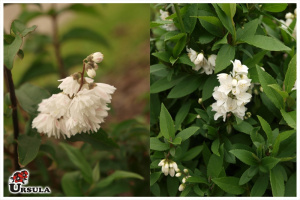 Deutzia