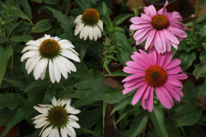 Echinacea purpurea