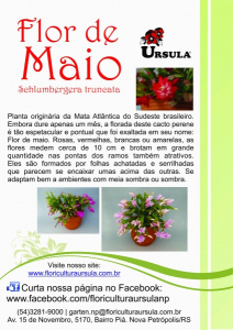 Flor de Maio