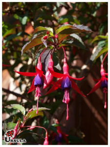 Brinco de princesa da mata