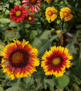 Gailardia arizona sun