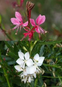 Gaura lindheimeri