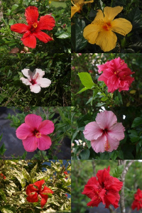Hibiscus sinensis