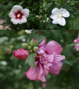 Hibiscus syriacus