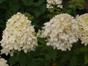 Hortensia paniculata 'Limelight'