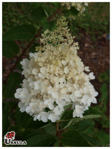 Hortensia paniculata