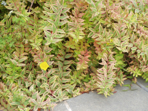 Rosa de sharon tricolor