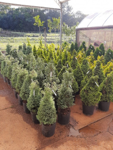 Pinheirinho de Natal