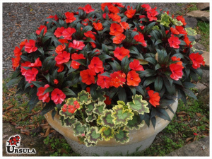 Impatiens folha escura vermelha