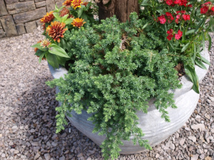 Juniperus conferta 'Blue Pacific'