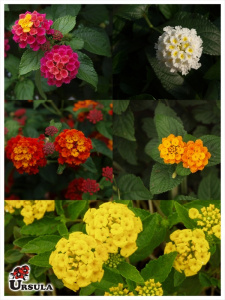Lantana camara