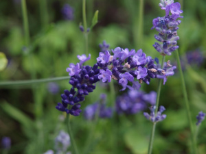Lavandula dentata