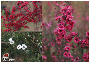 Leptospermum scoparium