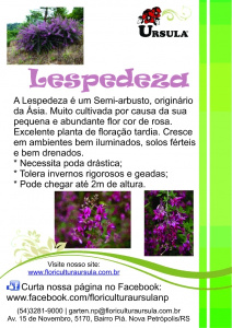 Lespedeza