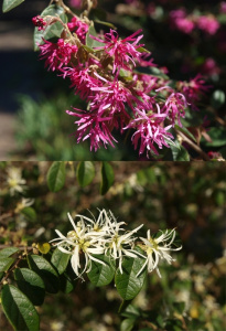 Loropetalum chinensis