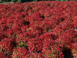 Nandina an