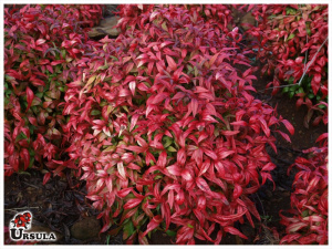 Nandina an