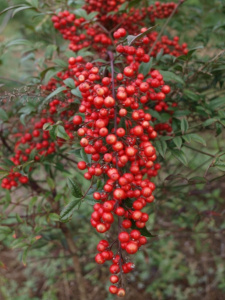 Nandina domestica