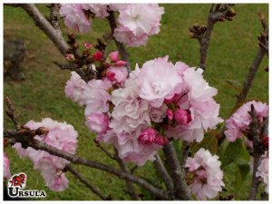 Cereja japonesa rosa clara