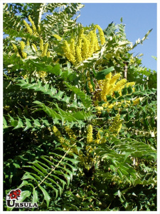 Mahonia lomarifolia