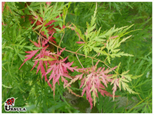 Acer rendado verde