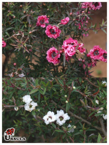 Leptospermum scoparium