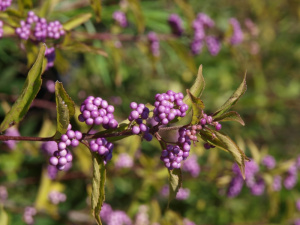 Callicarpa americana