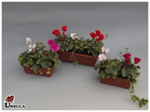 Ciclamen micro sortido