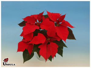 Flor de Natal