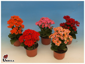 Kalanchoe