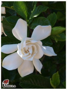 Gardenia jasminoides