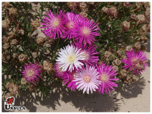 Lampranthus productus