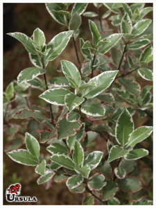 Pitosporum 'Deborah'