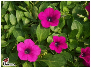 Petunia nativa purple