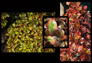 Planta espelho Sol Nascente