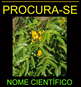 PROCURA-SE!