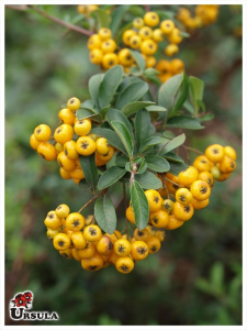 Piracanta amarela an